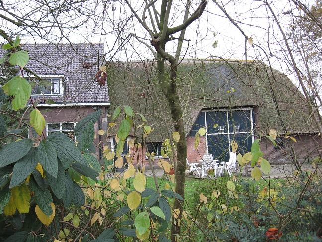 thatched-roof house