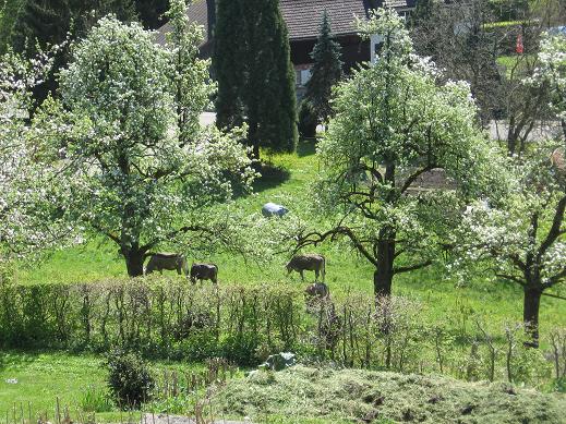 view - cows with cowbells