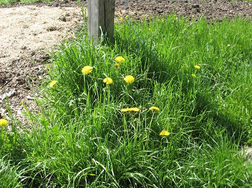 huge dandelions