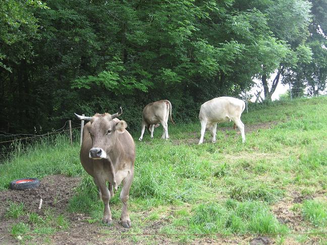 Cows grazing