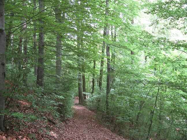 path in woods