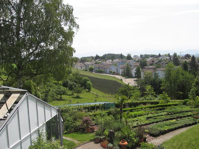 View of vineyard from hill in Uster