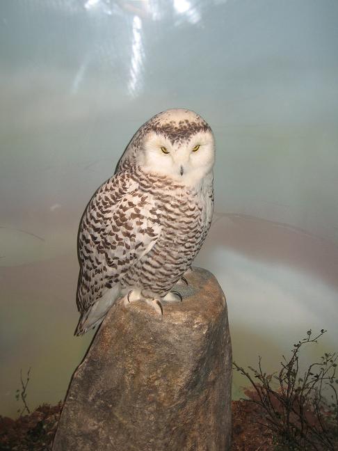 Owl