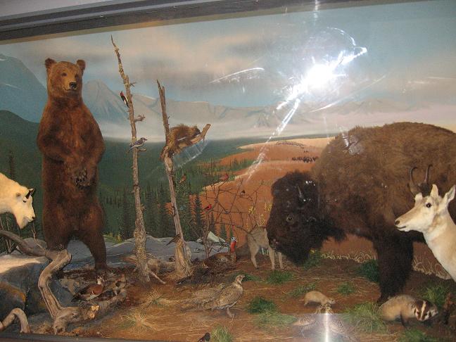 Bear, Bison