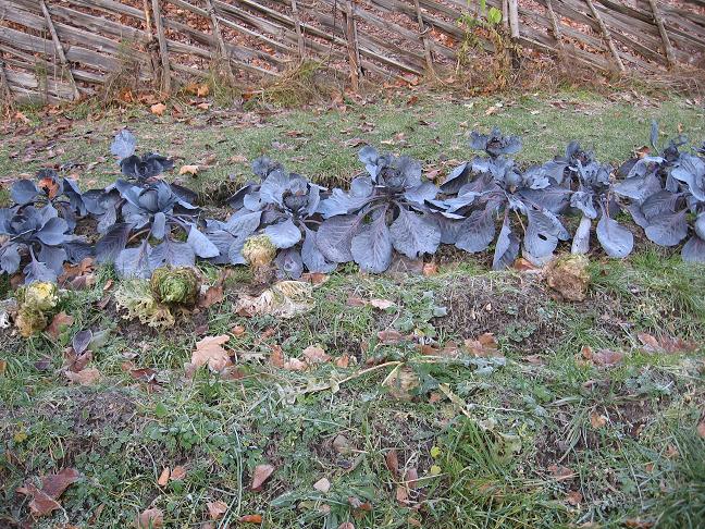 cabbage in winter